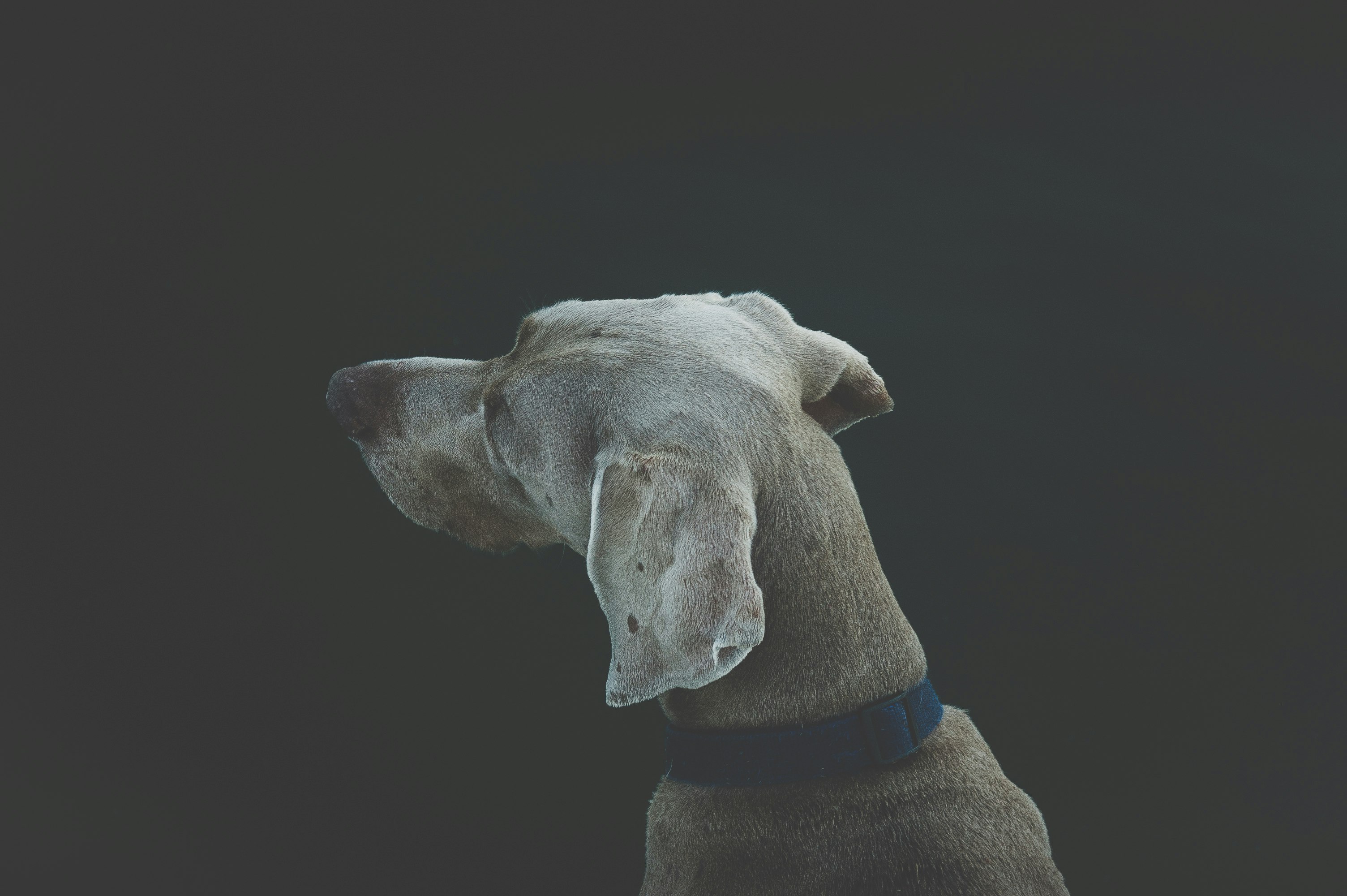 selective focus photography of short-coated white and tan dog